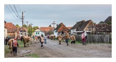 Viscri 62  End of the day