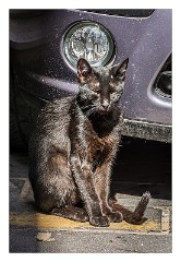 Bosa 37  Cat enjoying the sun