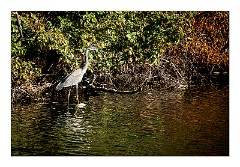 Bosa 43  The River Cruise