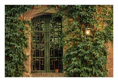 Bosa 51  Reflections of Ivy in Bosa