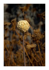 Villages and Areas Around Bosa 02  Seed Heads