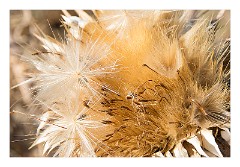 Villages and Areas Around Bosa 13  Seed Heads