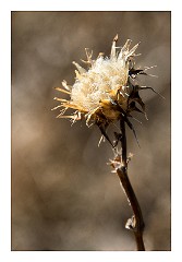 Villages and Areas Around Bosa 14  Seed Heads