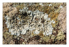 Villages and Areas Around Bosa 18  Villanova Monteleone Nuraghe Appiu - Lichen