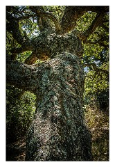 Villages and Areas Around Bosa 21  Villanova Monteleone Nuraghe Appiu, Cork Trees