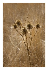 Villages and Areas Around Bosa 22  Villanova Monteleone Nuraghe Appiu, Seed Heads