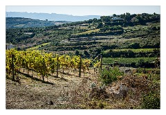 Villages and Areas Around Bosa 32  The Vineyard at Columba Sicathri
