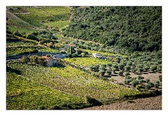 Villages and Areas Around Bosa 33  The Vineyard at Columba Sicathri