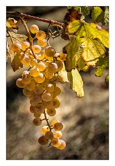 Villages and Areas Around Bosa 34  The Vineyard at Columba Sicathri