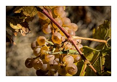 Villages and Areas Around Bosa 35  The Vineyard at Columba Sicathri, The Praying Mantis
