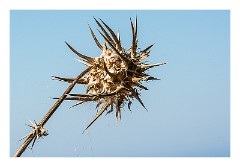 Villages and Areas Around Bosa 36  Seed Heads