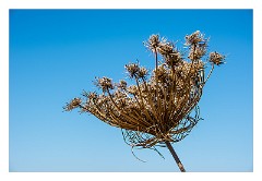 Villages and Areas Around Bosa 37  Seed Heads