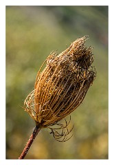 Villages and Areas Around Bosa 38  Seed Heads