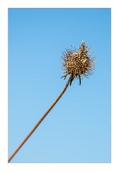 Villages and Areas Around Bosa 39  Seed Heads