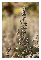 Villages and Areas Around Bosa 40  Seed Heads