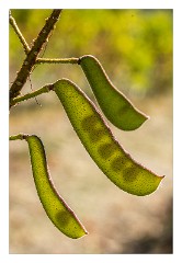 Villages and Areas Around Bosa 41  Pea Pods of Seeds