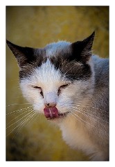 Villages and Areas Around Bosa 56  Feline Colony at Su Pallosu