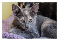 Villages and Areas Around Bosa 57  Feline Colony at Su Pallosu