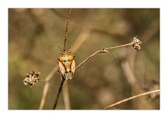 Villages and Areas Around Bosa 60  Shield Bug