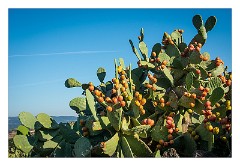 Villages and Areas Around Bosa 79  Prickly Pear Bush