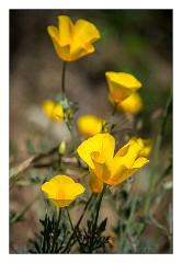Folsom and Family 10  California Poppies