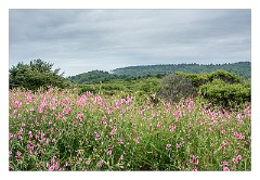 Mckinleyville Trip 06  Wild Sweet Peas Thomas H Kuchel Visitor Centre