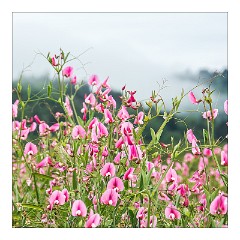 Mckinleyville Trip 07  Wild Sweet Peas - Thomas H Kuchel Visitor Centre