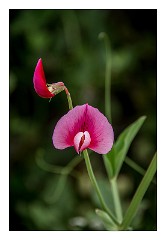 Mckinleyville Trip 08  Wild Sweet Peas - Thomas H Kuchel Visitor Centre