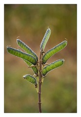 Mckinleyville Trip 09  Wild Sweet Pea Seed Heads -  Thomas H Kuchel Visitor Centre