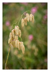 Mckinleyville Trip 10  Grasses - Thomas H Kuchel Visitor Centre