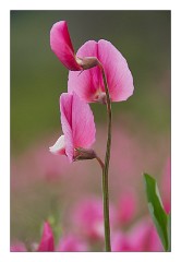 Mckinleyville Trip 11  Wild Sweet Peas - Thomas H Kuchel Visitor Centre