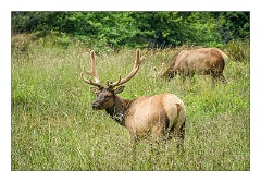 Mckinleyville Trip 12  Elk, Prairie Creek Redwood State Park