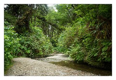 Mckinleyville Trip 15  Prairie Creek Redwood State Park