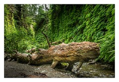 Mckinleyville Trip 16  Prairie Creek Redwood State Park