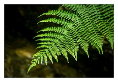 Mckinleyville Trip 17  Ferns - Prairie Creek Redwood State Park