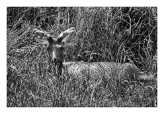 Mckinleyville Trip 18  Elk - Prairie Creek Redwood State Park