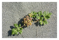 Mckinleyville Trip 20  Plants on The Beach at Prairie Creek Redwood State Park