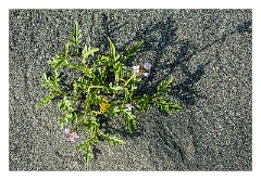 Mckinleyville Trip 21  Plants on The Beach at Prairie Creek Redwood State Park