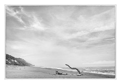 Mckinleyville Trip 22  Drift Wood, The Beach at Prairie Creek Redwood State Park