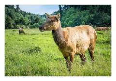 Mckinleyville Trip 28  Elk, Lady Bird Johnson Grove