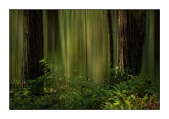 Mckinleyville Trip 30  Newton B Drury Scenic Parkway, Dreamy Redwoods