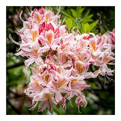 Mckinleyville Trip 32  Azalea State Park