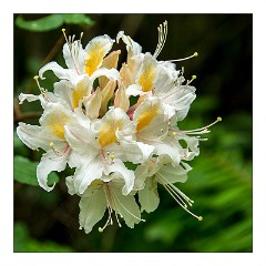 Mckinleyville Trip 33  Azalea State Park