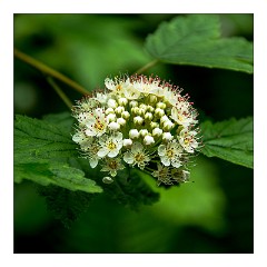 Mckinleyville Trip 34  Wild Flowers, Azalea State Park