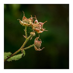 Mckinleyville Trip 35  Wild Flowers, Azalea State Park