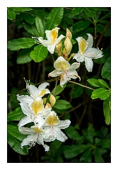 Mckinleyville Trip 36  Azalea State Park