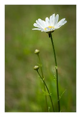 Mckinleyville Trip 37  Wild Flowers, Azalea State Park