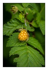 Mckinleyville Trip 38  Golden Raspberry, Azalea State Park