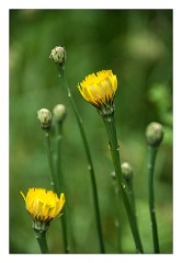 Mckinleyville Trip 39  Wild Flowers, Azalea State Park