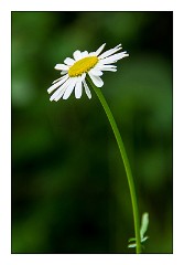 Mckinleyville Trip 40  Wild Flowers, Azalea State Park